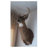 Shoulder Mount White Tail Deer Buck