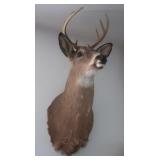 Shoulder Mount White Tail Deer Buck