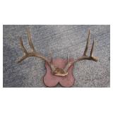 Mounted Deer Rack