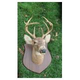 9 Pt. Shoulder Mount Deer &9 Pt Deer Antlers