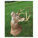 8 Pt. Shoulder Mount Deer
