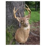 10 Pt. Shoulder Mount Deer