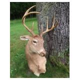 8 Pt. Shoulder Mount Deer