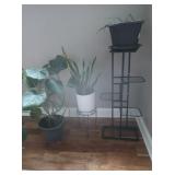 3 Indoor Plants w/2 Stands 1-10"diax12"H,4 Tier