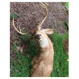 6 Pt. Shoulder Mount Deer