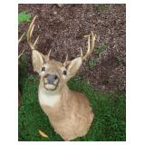 9 Pt. Shoulder Mount Deer