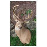 8 Pt. Shoulder Mount Deer