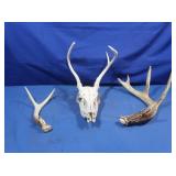 Deer Skull & other Antlers