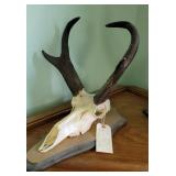 Pronghorn skull cap