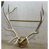 Elk Horn Mount / Large