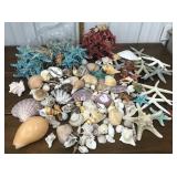 Shells, starfish