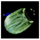 Antique Uranium Glass Sterling Rim Salt Shaker