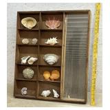 Seashell Display Cabinet 22/25