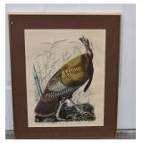Fantastic Audubon Framed Wild Turkey Print