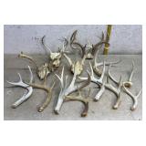 Deer Antlers