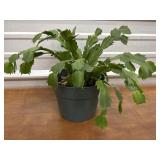 Cactus plant. Not sure of color.