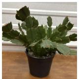 Pretty cactus, labeled orange