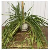 Live spider plant