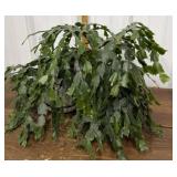 Live Christmas cactus - Large :)