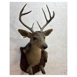8 Point Buck Mount on Inlayed Wooden Plaque