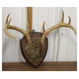 Mounted deer antlers