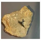 Shark tooth found in a rock