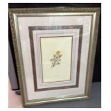 15 1/2ï¿½x12 1/4ï¿½ Pultenera Paleacea G. Loddiges #