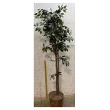 6 ft Light-up Artificial Ficus in Woven Basket