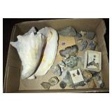 Rocks, Shell