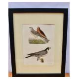 Antique Hand Colored litho Plate 3. "Marsh Hammer