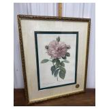 Pierre-Joseph Redoutï¿½ print- ï¿½Rosa Gallica Flore