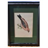 Antique Hand Colored Pine Grossbeak Framed Print