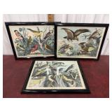 3 Lithographs Of Birds