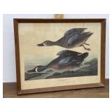 John James Audubon 'Blue-Winged Teal' print