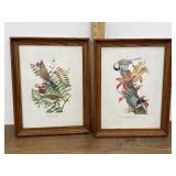 2 Louis Agassiz Fuertes prints - North American