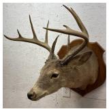 10 Point Buck Deer Mount