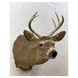6 Point Buck Deer Mount