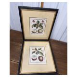 Botanical engravings, Claude Aubriet