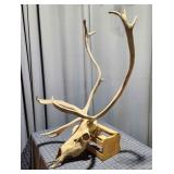 P2 Caribou / Reindeer Skull 20x36"