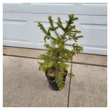 YD Norway Spruce 28'