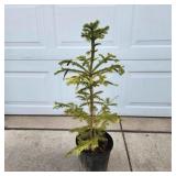 YD Norway Spruce 28'