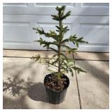 YD Norway Spruce 28'