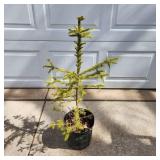 YD Norway Spruce 28'