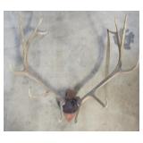 Large elk antler rack mounted on a shield-style wo