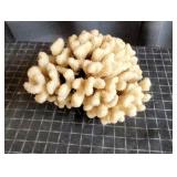 I3 - Large Natural Coral Specimen from F Beautiful
