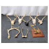 M3 - Collection of Deer Skulls, Antlers Assortment