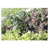 3 rose bushes & strawberry plants