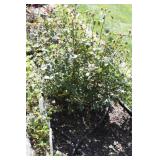 approximately 6 rose bushes