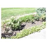 approximately 11 rose bushes