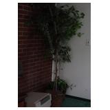 Faux Ficus trees (2pcs)